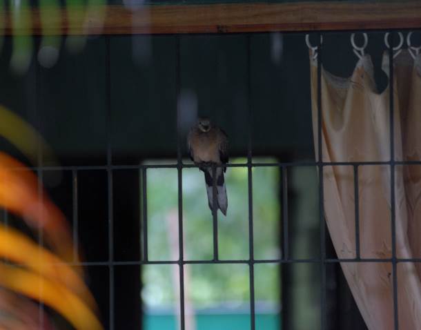 spotlight-india-the-visiting-dove-ifaw-international-fund-for